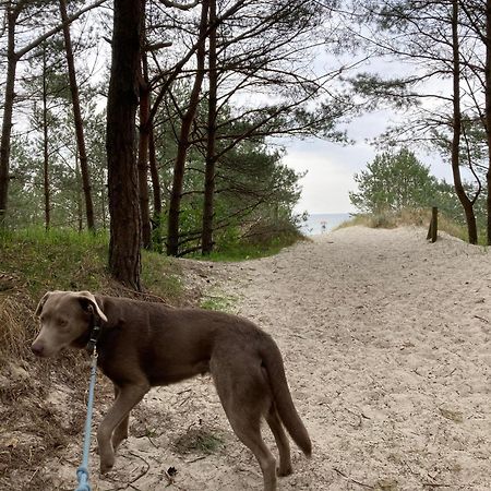 Reet Am Strand Mit Hund Karlshagen Экстерьер фото