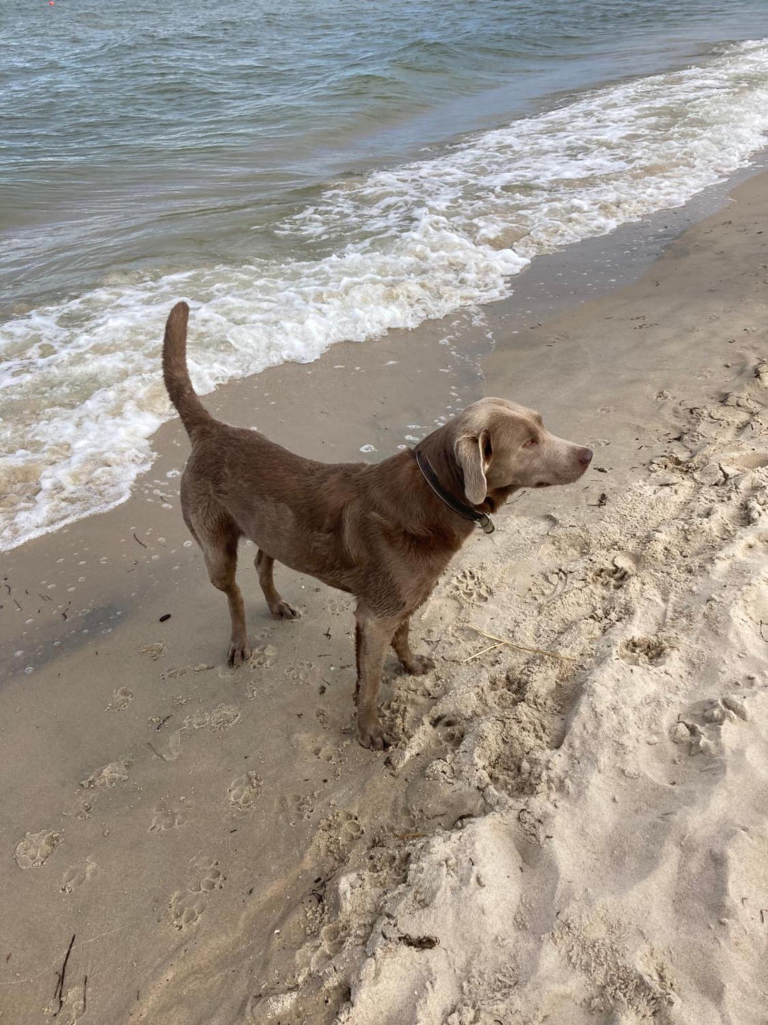 Reet Am Strand Mit Hund Karlshagen Экстерьер фото