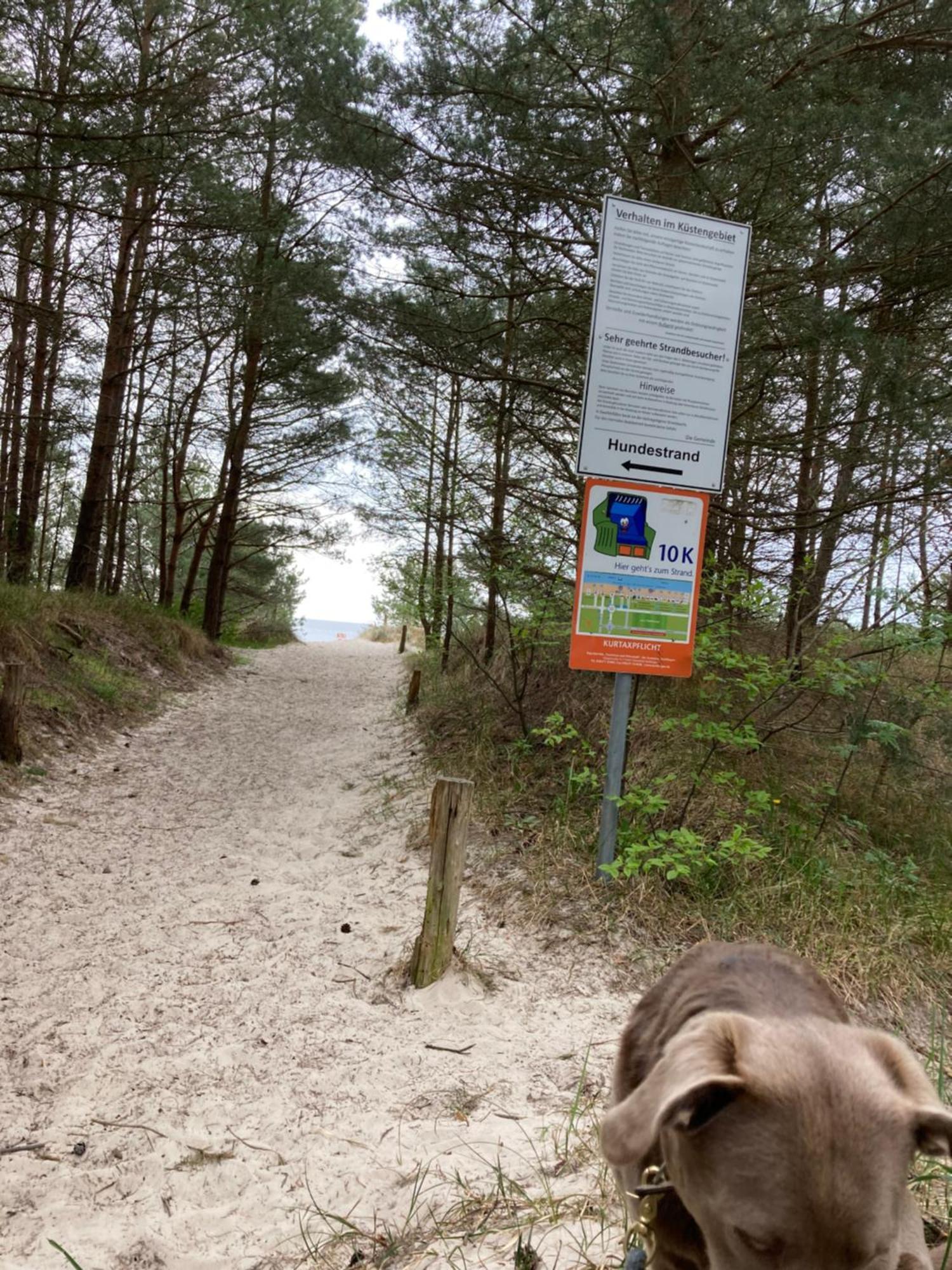 Reet Am Strand Mit Hund Karlshagen Экстерьер фото