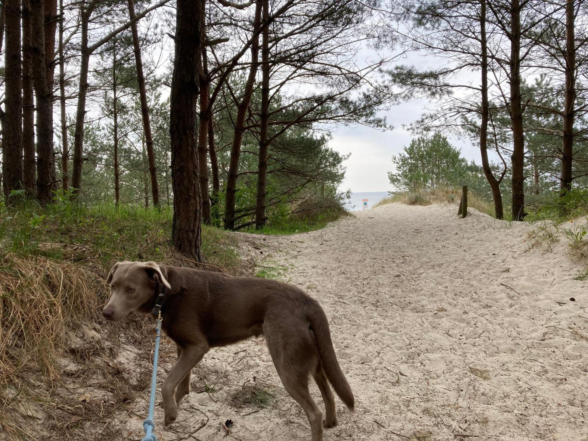 Reet Am Strand Mit Hund Karlshagen Экстерьер фото