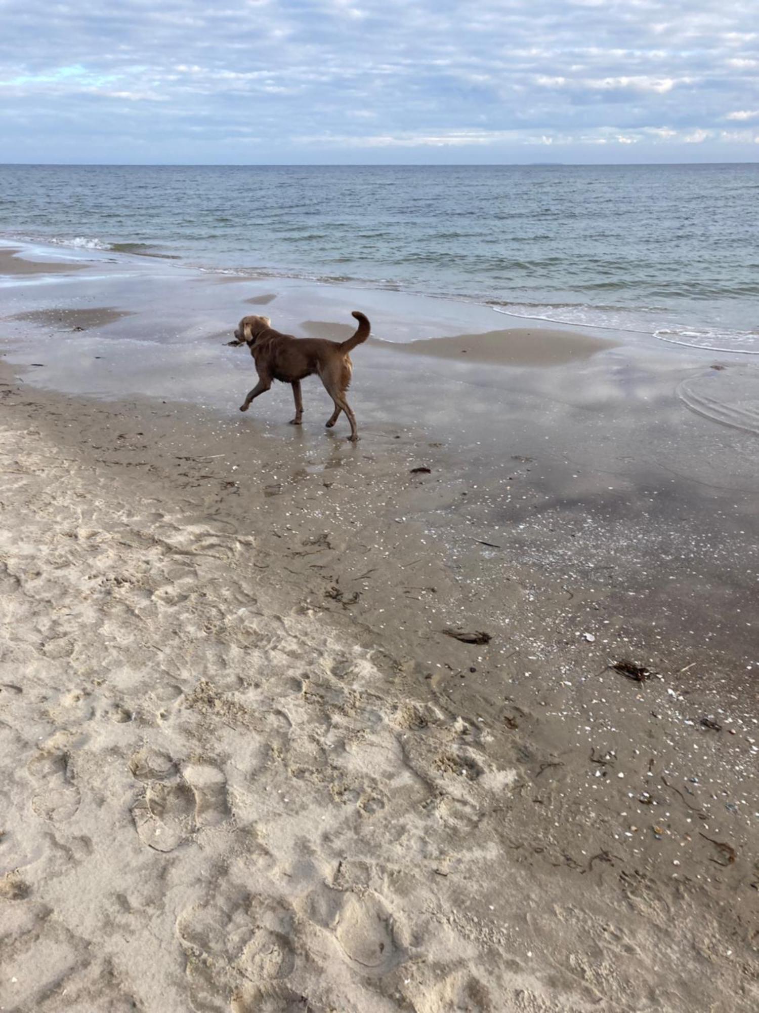 Reet Am Strand Mit Hund Karlshagen Экстерьер фото