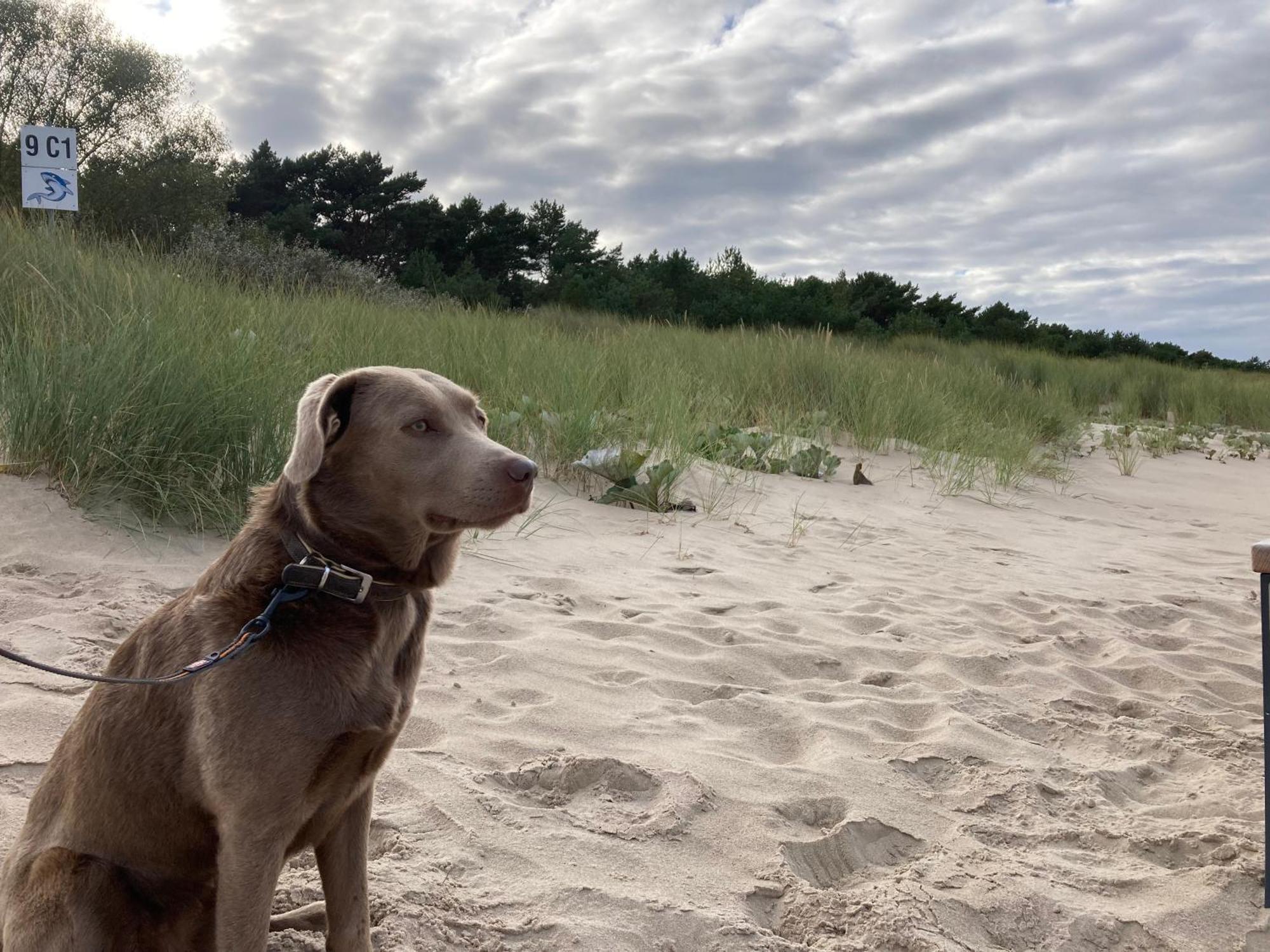 Reet Am Strand Mit Hund Karlshagen Экстерьер фото