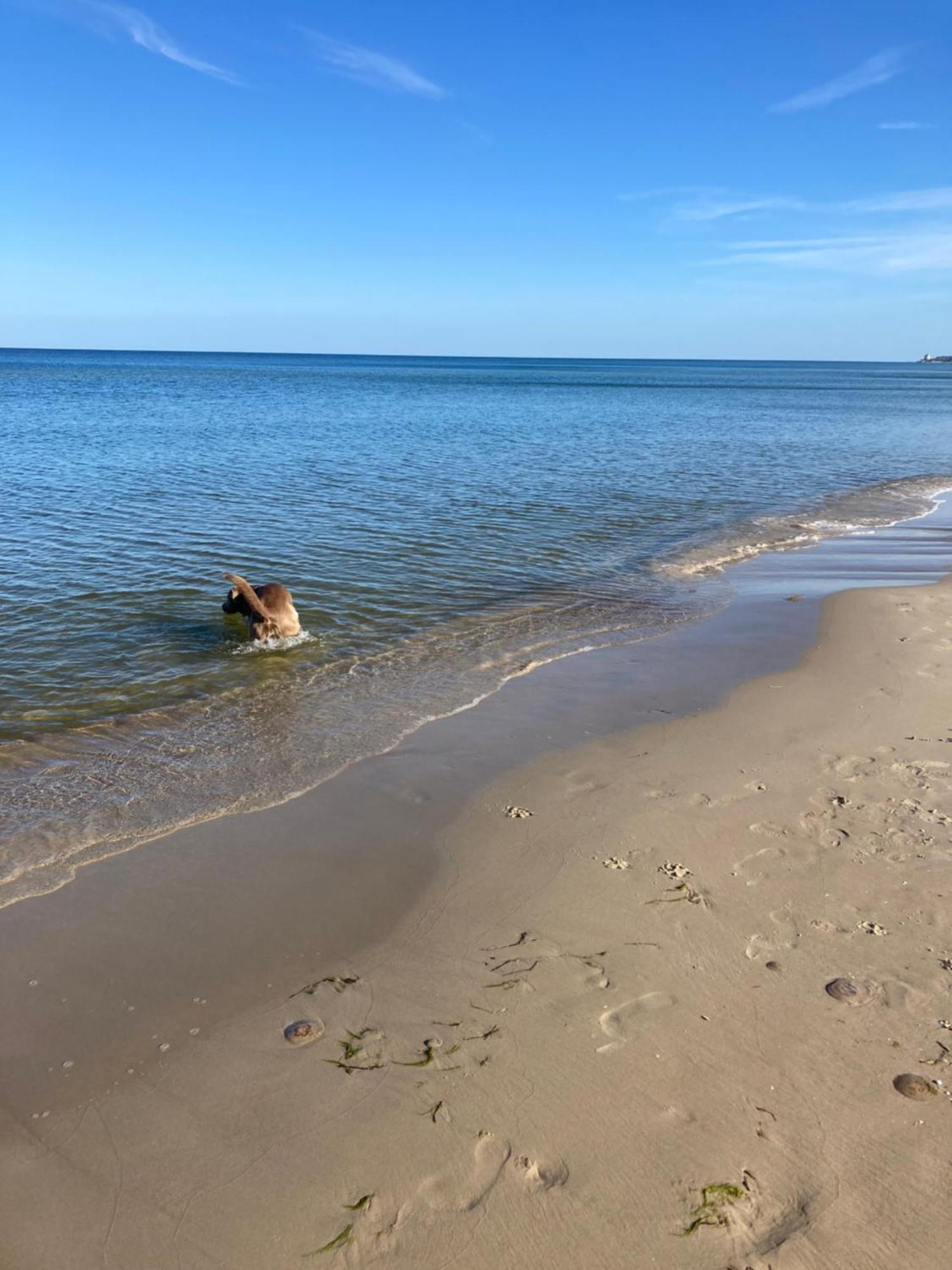 Reet Am Strand Mit Hund Karlshagen Экстерьер фото
