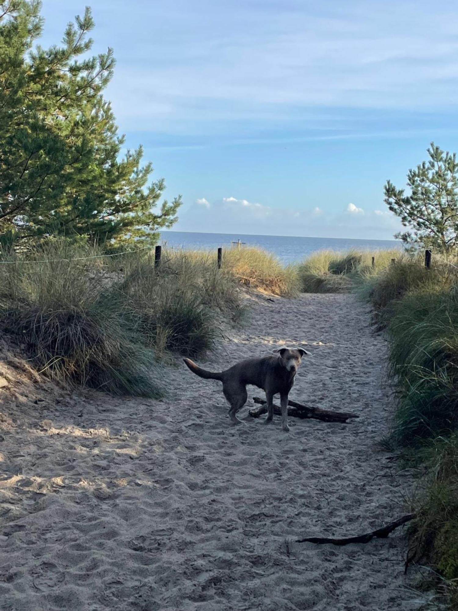 Reet Am Strand Mit Hund Karlshagen Экстерьер фото